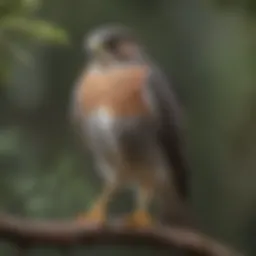 A Sharp-shinned Hawk perched on a branch