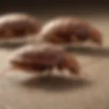 Close-up of a bed bug and its look-alikes for comparison.