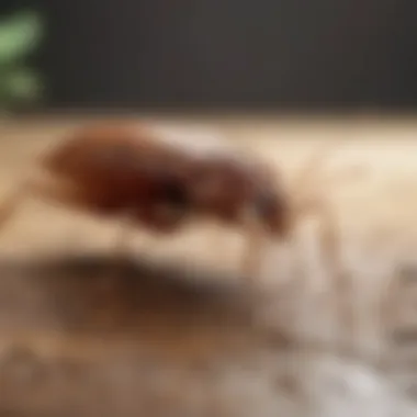 Ecological Significance of Bed Bug Mimics Ecological significance of bed bug mimicking insects.