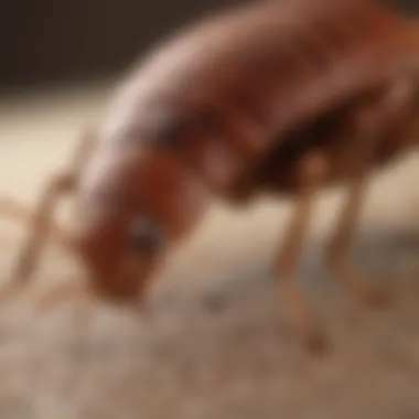 Physical Characteristics of Bed Bug Mimics Diagram highlighting physical characteristics of bed bug mimics.