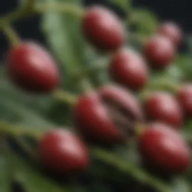 A visual representation of the striking appearance of the Castor Bean plant, highlighting its seeds.