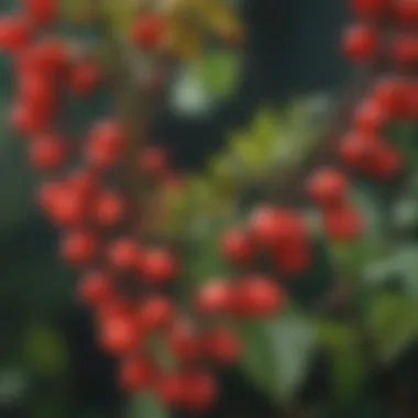 A close-up view of the toxic leaves of the Rosary Pea plant, showcasing its vibrant red seeds.