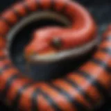 Close-up of a vibrant snake showcasing intricate color patterns