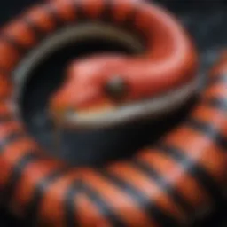Close-up of a vibrant snake showcasing intricate color patterns