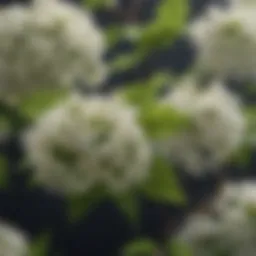 Close-up view of elderberry flowers showcasing their intricate structure.