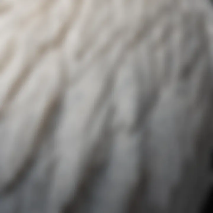 A close-up of a mute swan's intricate feather patterns