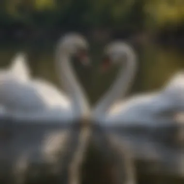 Courtship Dance of Mute Swans Mute swans exhibiting courtship behavior