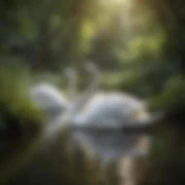 Mute Swans in a Lush Habitat Mute swans in their natural habitat surrounded by lush vegetation
