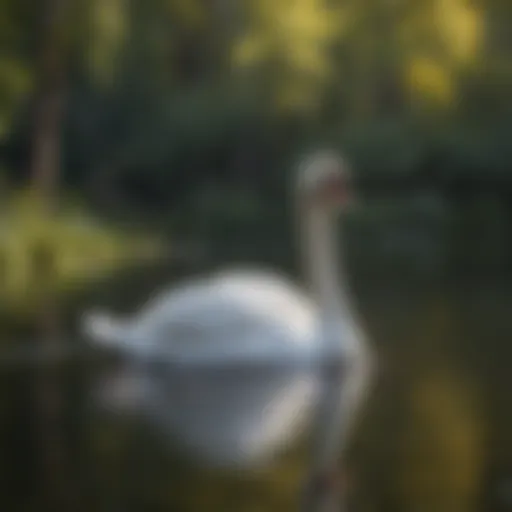 A serene mute swan gliding across a tranquil lake