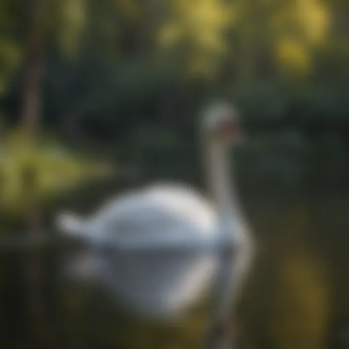 A serene mute swan gliding across a tranquil lake