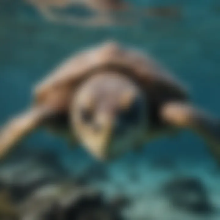 Endangered sea turtles swimming in clear waters