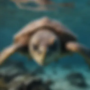 Guardians of the Ocean: Endangered Sea Turtles Endangered sea turtles swimming in clear waters