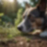 A curious dog sniffing catnip leaves in a garden