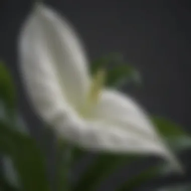 Close-up of lifelike foliage of the artificial peace lily