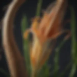 Detailed view of lily rhizome anatomy showcasing growth structures