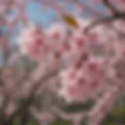 Blooming Macon Cherry Blossoms in full splendor