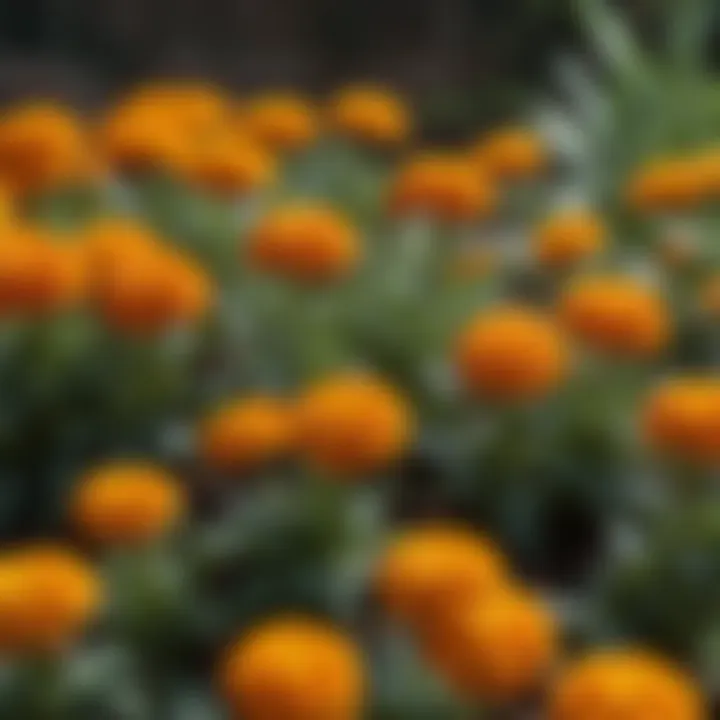 A vibrant display of marigolds, often used in pest management
