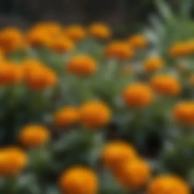 Marigolds: Bright and Effective Against Pests A vibrant display of marigolds, often used in pest management