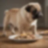 A pug puppy enjoying a nutritious meal