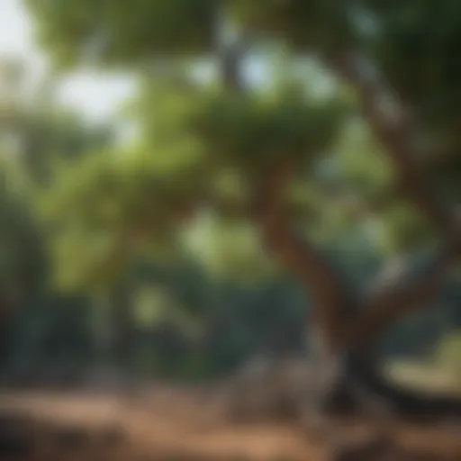 Healthy fig tree with abundant foliage