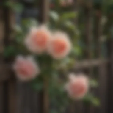 Close-up of a delicate climbing rose on a wooden trellis