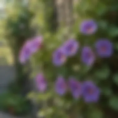 A lush green trellis adorned with colorful morning glories