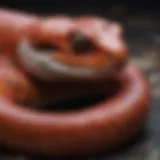 Corn snake basking under a UV light