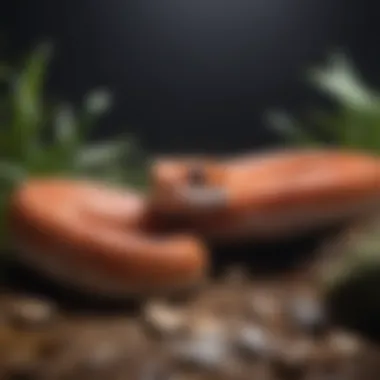 Corn Snake in a Well-Lit Habitat Corn snake exploring a well-lit habitat