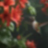 Vibrant red trumpet vine attracting hummingbirds