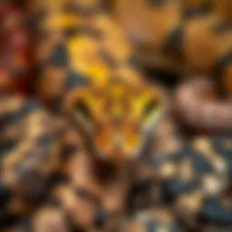 A variety of substrates suitable for ball pythons showcasing their textures and colors