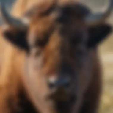 Bison Close-Up: Majestic and Serene A close-up of a bison's face with a serene backdrop
