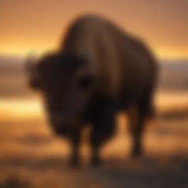 Sunset Silhouette: Bison at Dusk Bison in a golden sunset, highlighting their silhouette