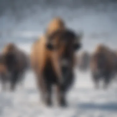 Winter Migration: Bison in the Snow Bison herd moving through a snowy landscape in winter