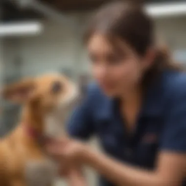 Volunteer and Peekapoo at Rescue Shelter A caring volunteer interacting with a Peekapoo at a rescue shelter