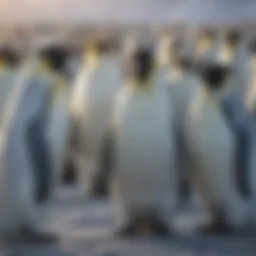 A colony of Emperor penguins huddled together in their frozen habitat