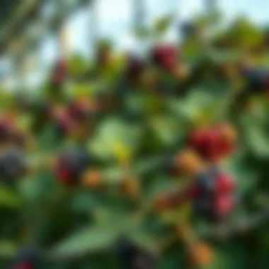 Healthy blackberry plants thriving in a garden