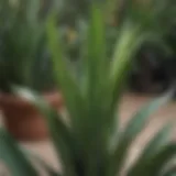 Close-up view of a snake plant in a garden setting