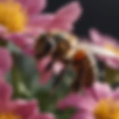 Close-up of a bee on a colorful flower petal