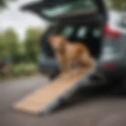 A portable folding dog ramp set up for a dog to climb into a car.