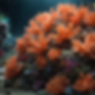 A vibrant coral reef ecosystem showcasing diverse marine life.