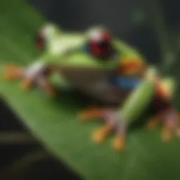 A vibrant tree frog perched on a leaf, showcasing its colorful skin