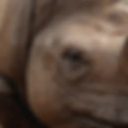 Close-up view of rhino skin texture showcasing its durability and unique patterns.