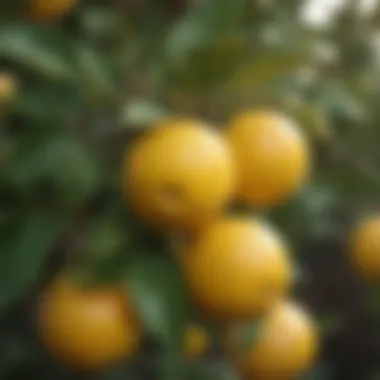 Close-up of ripe Meyer lemons on the tree