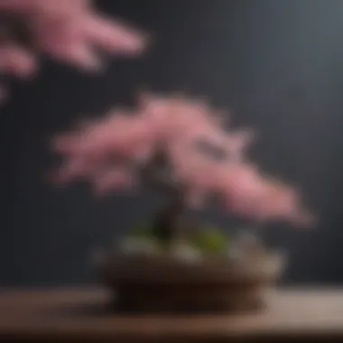 A beautifully arranged Sakura bonsai displaying delicate pink blossoms