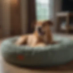 Durable dog bed designed for large chewers