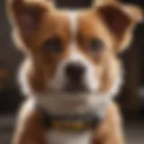 Collar options for small dog breeds
