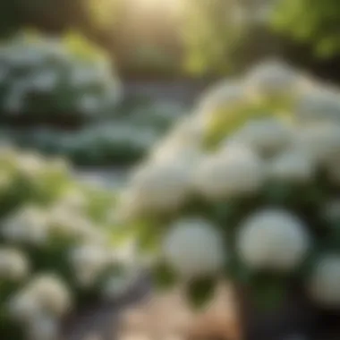 White hydrangea plants in a serene garden setting with natural light