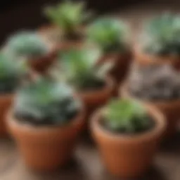 Close-up of small terracotta pots showcasing various succulent plants