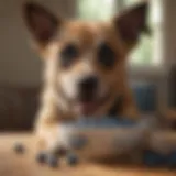 A dog enjoying fresh blueberries in a bowl