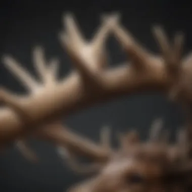 Close-up of moose antlers showcasing their texture